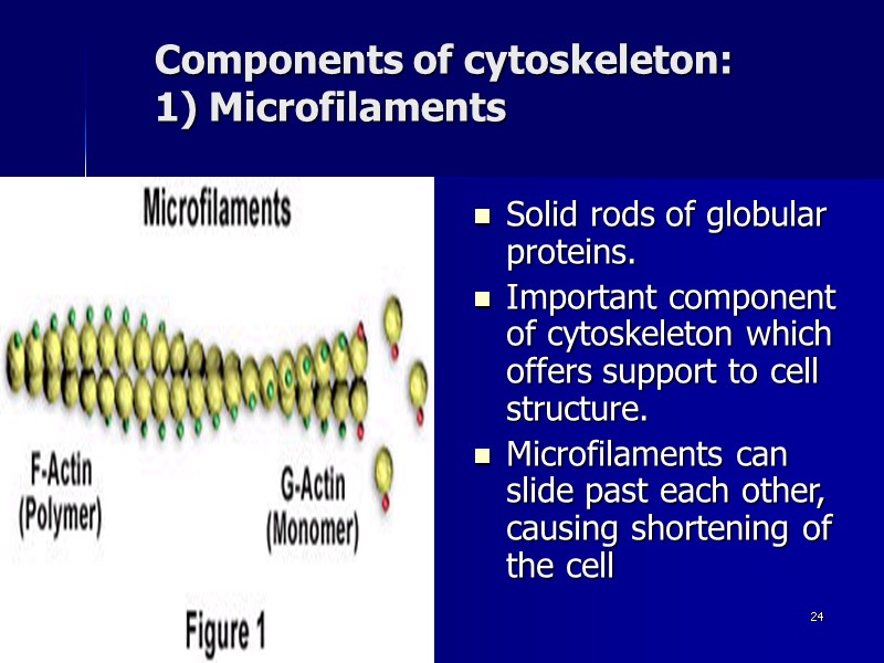 ahmad ata 24 Components of cytoskeleton:  1) Microfilaments Solid rods of globular proteins.